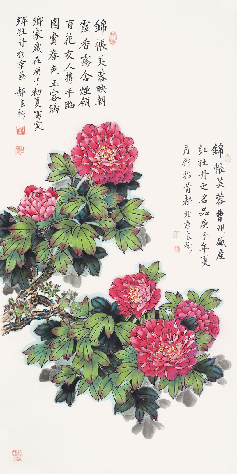 锦帐芙蓉映朝霞（红牡丹）