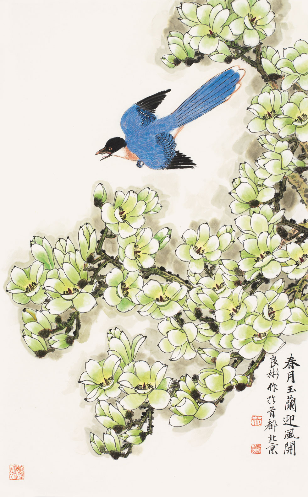 春月玉兰迎风开